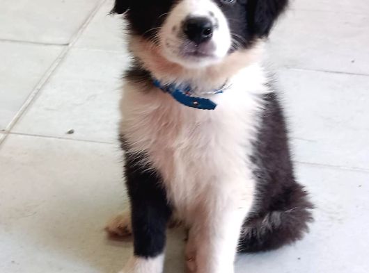 Ömürlük Yuva Arıyoruz Akıllı Ve Sosyal Border Collie Yavru görsel