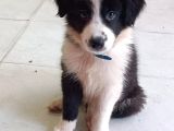 Ömürlük Yuva Arıyoruz Akıllı Ve Sosyal Border Collie Yavru