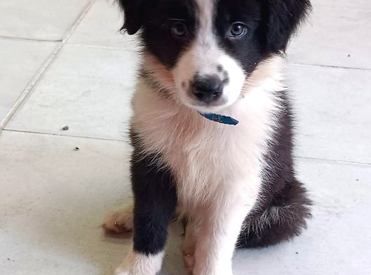 Ömürlük Yuva Arıyoruz Akıllı Ve Sosyal Border Collie Yavru görsel
