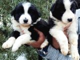 Ömürlük Yuva Arıyoruz Akıllı Ve Sosyal Border Collie Yavru