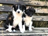 Ömürlük Yuva Arıyoruz Akıllı Ve Sosyal Border Collie Yavru