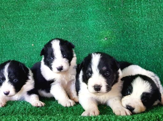 Ömürlük Yuva Arıyoruz Akıllı Ve Sosyal Border Collie Yavru görsel