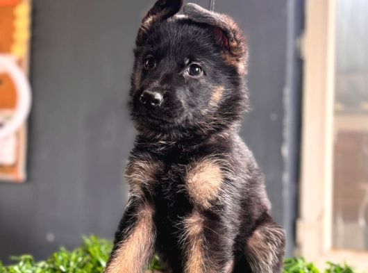 Ruhsatlı Çiftlikten A Kalite Alman Çoban görsel