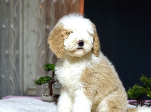 Dev Boy Labradoodle Muhteşem Renk Aşili görsel