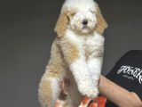 Dev Boy Labradoodle Muhteşem Renk Aşili
