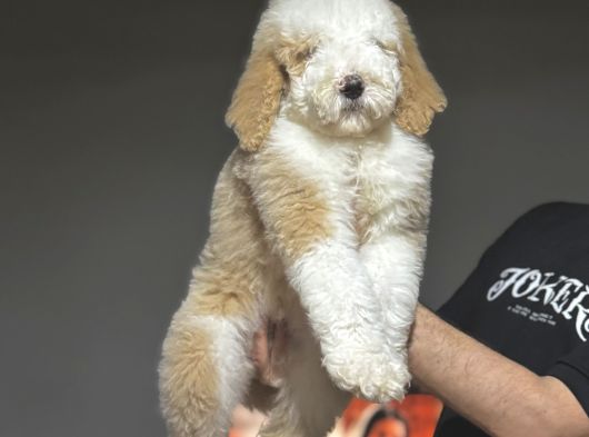 Dev Boy Labradoodle Muhteşem Renk Aşili görsel