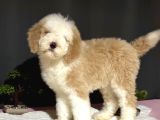 DEV BOY LABRADOODLE MUHTEŞEM RENK AŞILI
