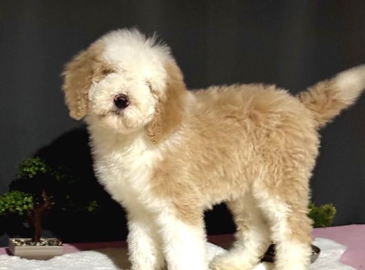 Dev Boy Labradoodle Muhteşem Renk Aşili