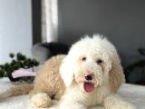 MUHTEŞEM RENK DAĞILIMI İLE DEV GOLDENDOODLE