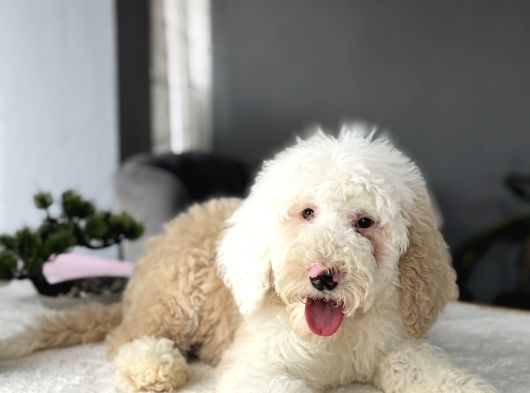 Muhteşem Renk Dağilimi İle Dev Goldendoodle