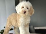 Muhteşem Renk Dağilimi İle Dev Goldendoodle