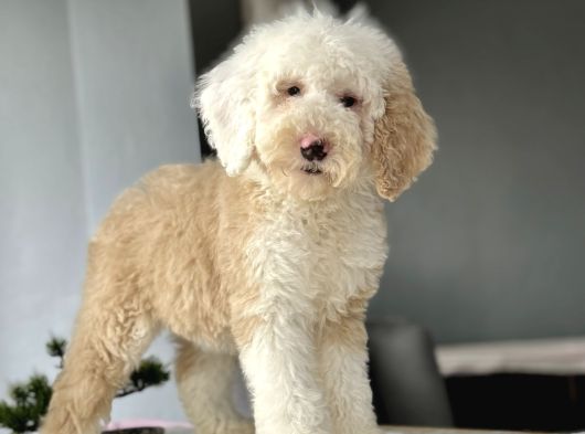 Muhteşem Renk Dağilimi İle Dev Goldendoodle görsel