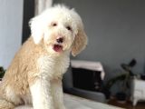 Muhteşem Renk Dağilimi İle Dev Goldendoodle