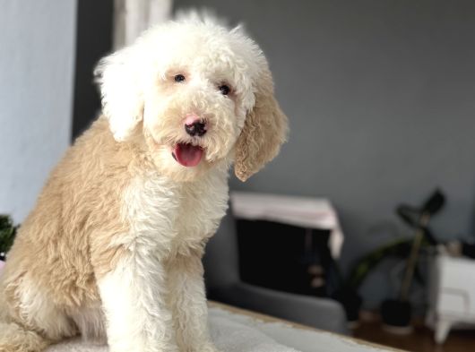 Muhteşem Renk Dağilimi İle Dev Goldendoodle görsel