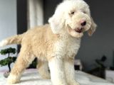 Muhteşem Renk Dağilimi İle Dev Goldendoodle