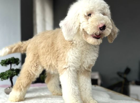 Muhteşem Renk Dağilimi İle Dev Goldendoodle görsel
