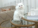 Boncuk Mavi̇si̇ Kar Beyaz Longhai̇r
