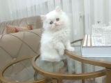 Boncuk Mavi̇si̇ Kar Beyaz Longhai̇r