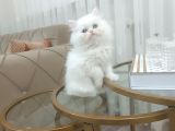 BONCUK MAVİSİ KAR BEYAZ LONGHAİR