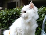 Bi̇blo Gi̇bi̇ Longhai̇r-Shorthai̇r Bebekler