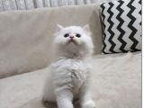 BİBLO GİBİ LONGHAİR-sHORTHAİR BEBEKLER