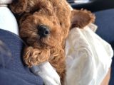 2 Aylık Wc Eğitimli Toy Poodle Acil Sahiplendirilecek
