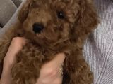2 Aylık Wc Eğitimli Toy Poodle Acil Sahiplendirilecek