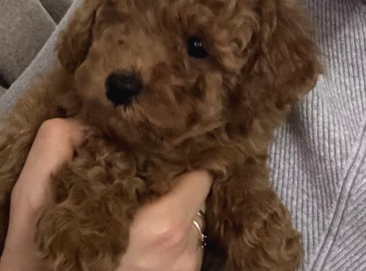 2 Aylık Wc Eğitimli Toy Poodle Acil Sahiplendirilecek görsel