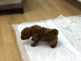 2 Aylık Wc Eğitimli Toy Poodle Acil Sahiplendirilecek