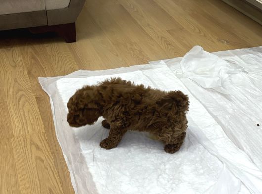 2 Aylık Wc Eğitimli Toy Poodle Acil Sahiplendirilecek görsel