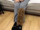 2 Aylık Wc Eğitimli Toy Poodle Acil Sahiplendirilecek