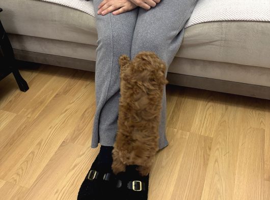 2 Aylık Wc Eğitimli Toy Poodle Acil Sahiplendirilecek görsel