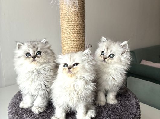 Longhair Güzelleri Sağlıklı Oyuncu