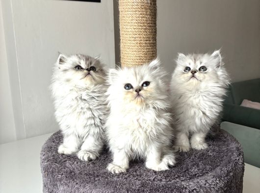 Longhair Güzelleri Sağlıklı Oyuncu görsel