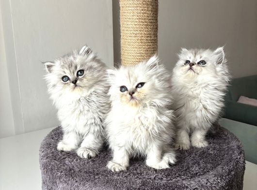 Longhair Güzelleri Sağlıklı Oyuncu görsel