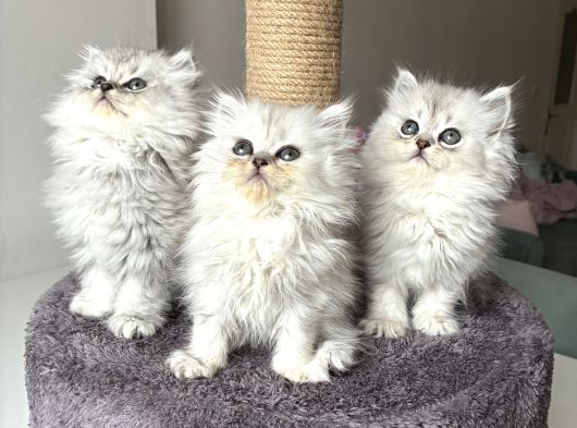 Longhair Güzelleri Sağlıklı Oyuncu görsel