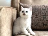 Avrupa Standartlarında British Shorthair Yavrular  Premium