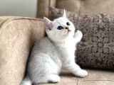 WCF Kayıtlı Full Şecereli British Shorthair  Elite Soy