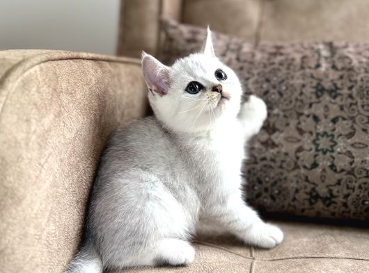 Wcf Kayıtlı Full Şecereli British Shorthair  Elite Soy