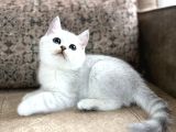 Wcf Kayıtlı Full Şecereli British Shorthair  Elite Soy