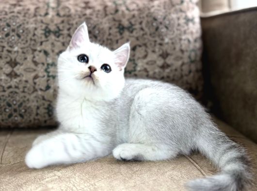 Wcf Kayıtlı Full Şecereli British Shorthair  Elite Soy görsel