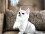 Wcf Kayıtlı Full Şecereli British Shorthair  Elite Soy