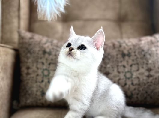 Wcf Kayıtlı Full Şecereli British Shorthair  Elite Soy görsel
