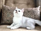 Wcf Kayıtlı Full Şecereli British Shorthair  Elite Soy