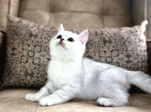 Wcf Kayıtlı Full Şecereli British Shorthair  Elite Soy görsel