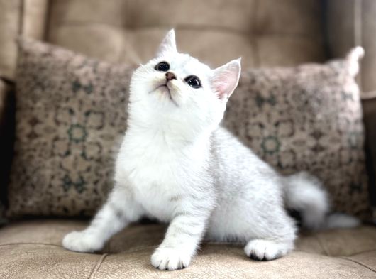 Wcf Kayıtlı Full Şecereli British Shorthair  Elite Soy görsel