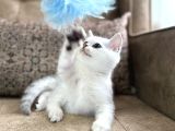 Avrupa Standartlarında British Shorthair Yavrular  Premium