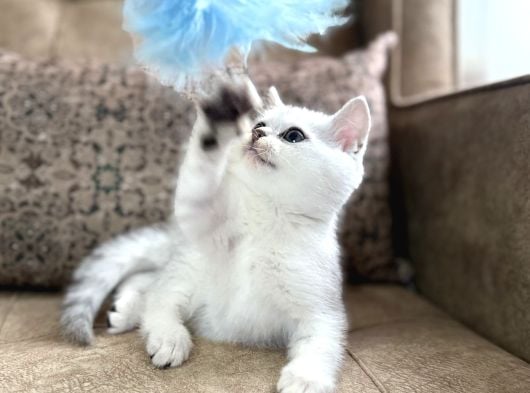 Avrupa Standartlarında British Shorthair Yavrular  Premium