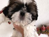 Son kalan dişi shih tzu bebeğim