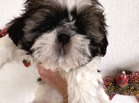 Son Kalan Dişi Shih Tzu Bebeğim